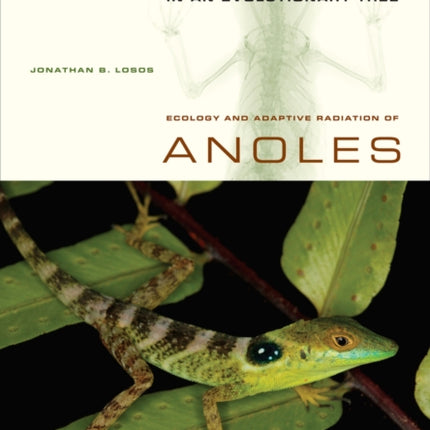 Lizards in an Evolutionary Tree: Ecology and Adaptive Radiation of Anoles