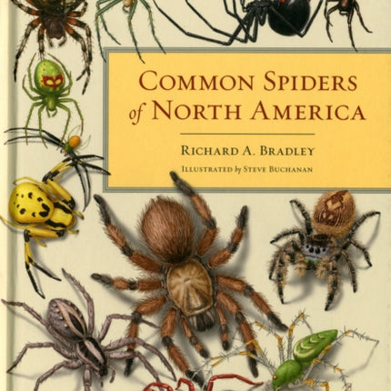 Common Spiders of North America