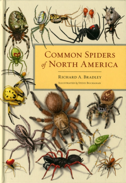 Common Spiders of North America