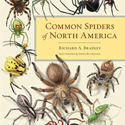 Common Spiders of North America