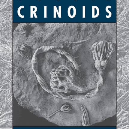 Fossil Crinoids