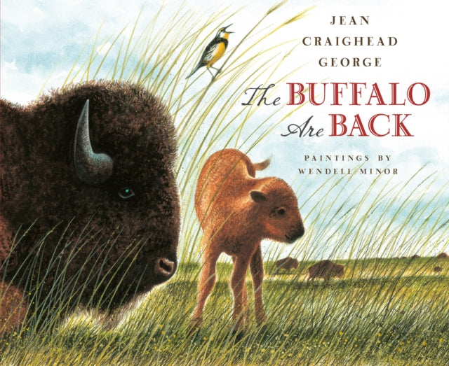 The Buffalo Are Back