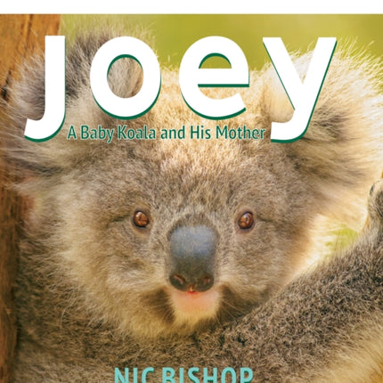 Joey Baby Koala and His Mother