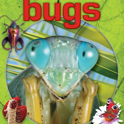 Bugs Scholastic Discover More