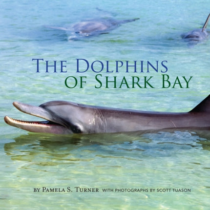 Dolphins of Shark Bay