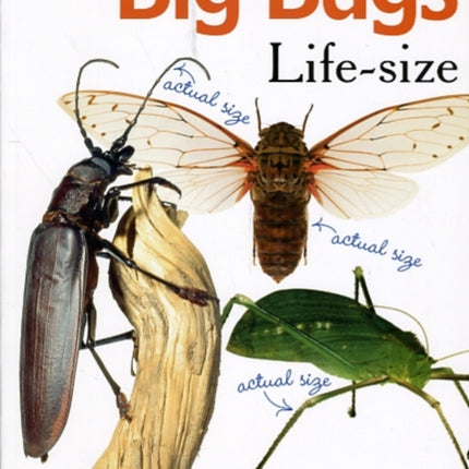 Big Bugs Life-Size