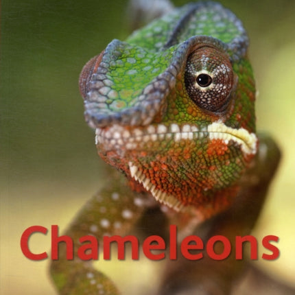 Chameleons