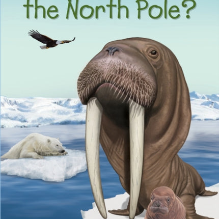 Where Is the North Pole?