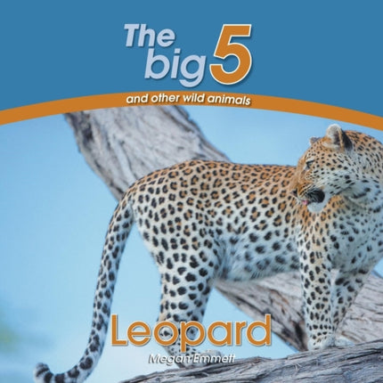 Leopard The Big 5 and other wild animals