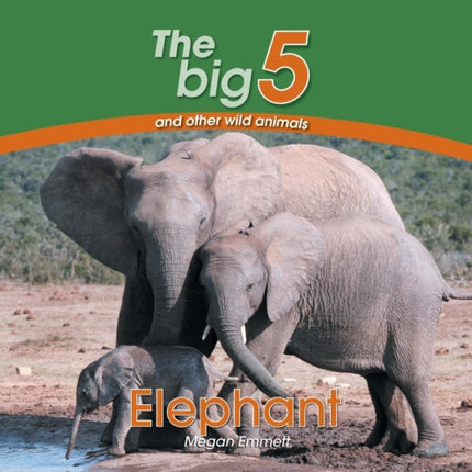 Elephant The Big 5 and other wild animals