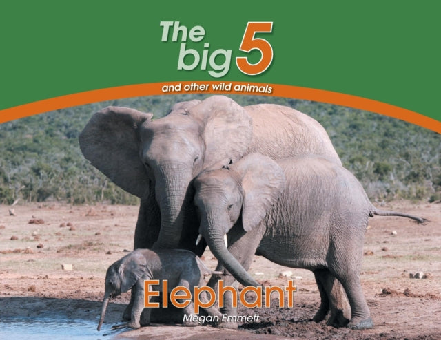 Elephant The Big 5 and other wild animals