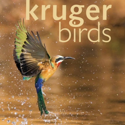 Kruger Birds