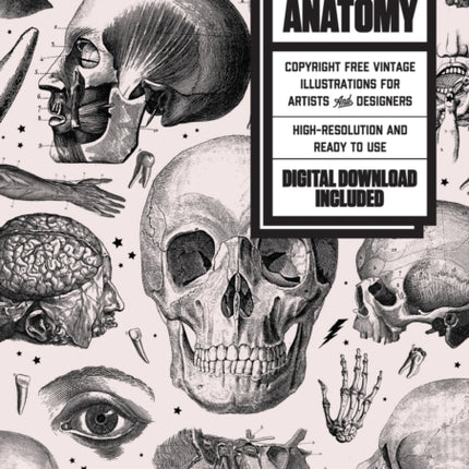 Skulls  Anatomy