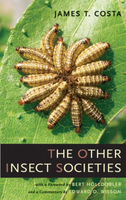 The Other Insect Societies