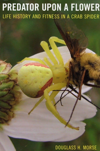 Predator upon a Flower