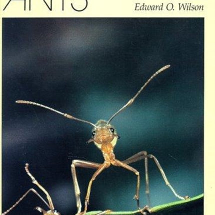 The Ants