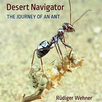 Desert Navigator: The Journey of an Ant