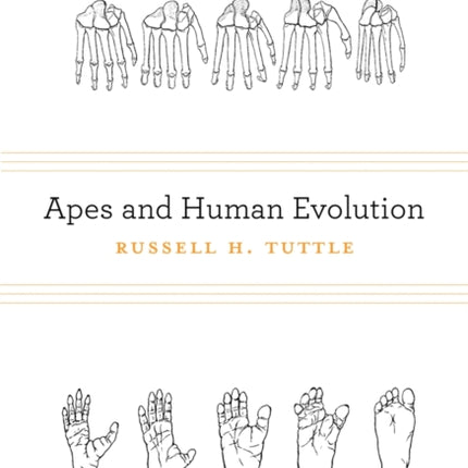 Apes and Human Evolution