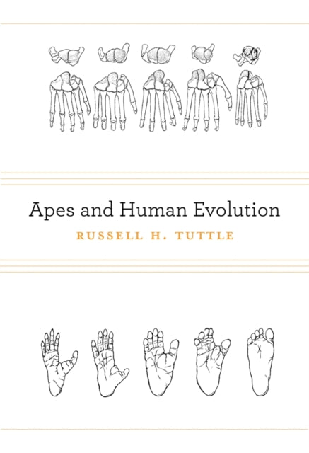 Apes and Human Evolution