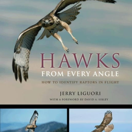 Hawks from Every Angle: How to Identify Raptors In Flight