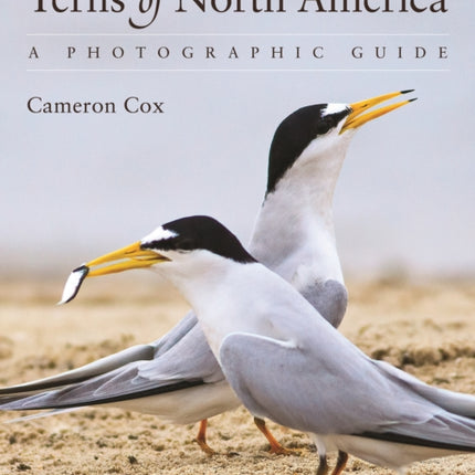 Terns of North America