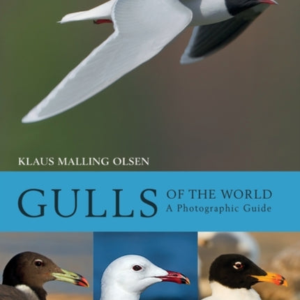 Gulls of the World: A Photographic Guide