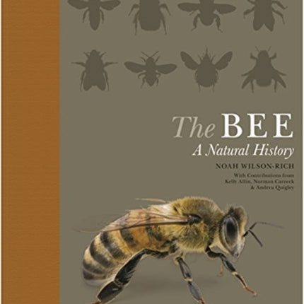 The Bee: A Natural History