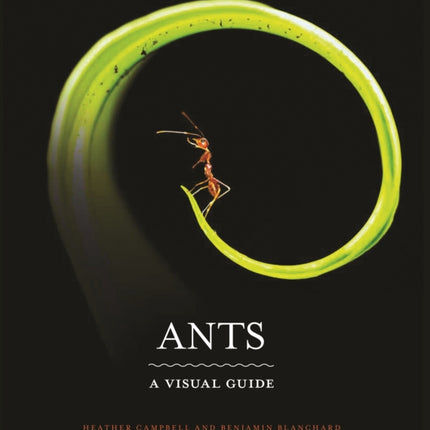 Ants: A Visual Guide