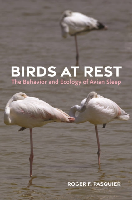 Birds at Rest  The Behavior and Ecology of Avian
