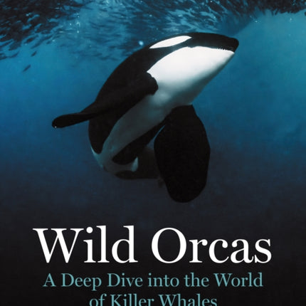 Wild Orcas  A Deep Dive into the World of Killer Whales