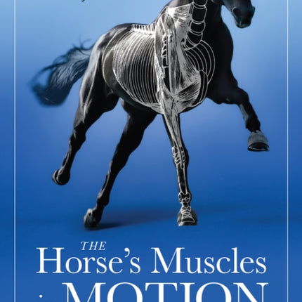 Horse's Muscles in Motion