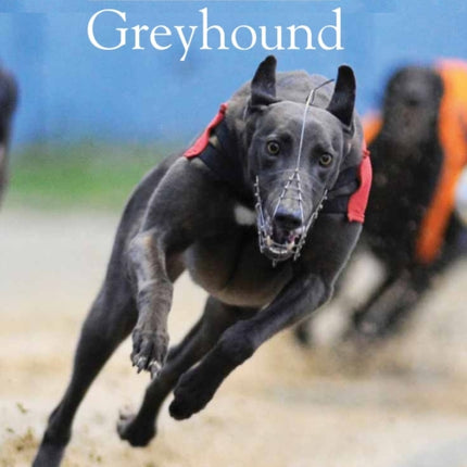 Training and Racing the Greyhound