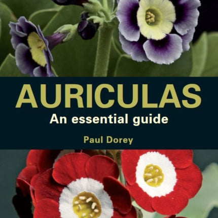 Auriculas: An Essential Guide