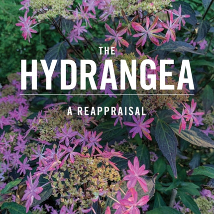 The Hydrangea: A Reappraisal