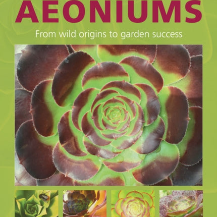 Understanding and Growing Aeoniums  From wild origins to garden success