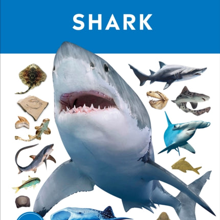 Eyewitness Shark: Dive into the fascinating world of sharks