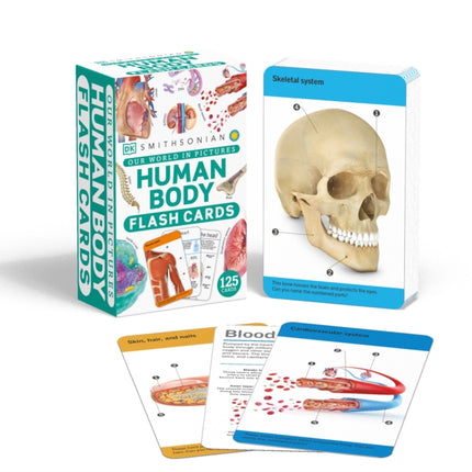 Our World in Pictures Human Body Flash Cards