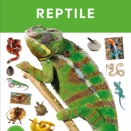 Eyewitness Reptile