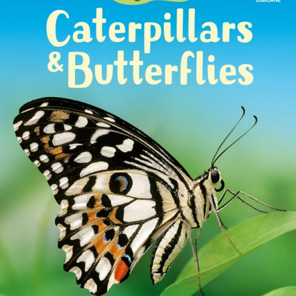 Caterpillars and Butterflies