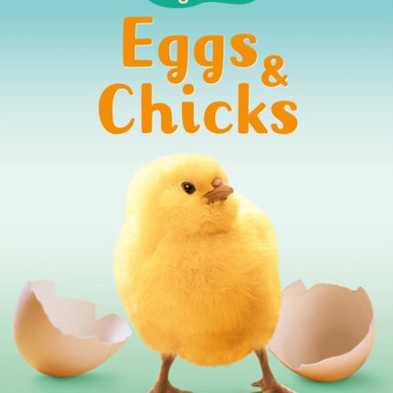 Eggs and Chicks