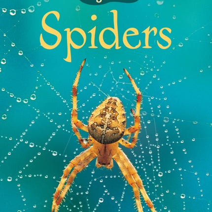 Spiders