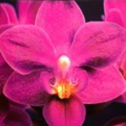 Ultimate Orchid