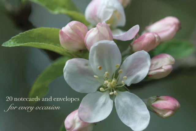 Notecards and Envelopes Apple Blossom  a