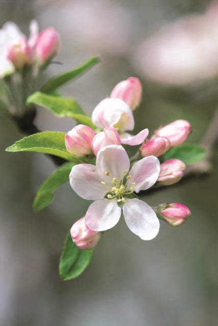 Memo Block  Apple Blossom A Telephone Companion