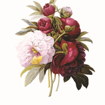 Memo Block  Redoute Peony