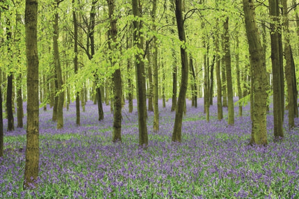 Memo Block  Bluebells