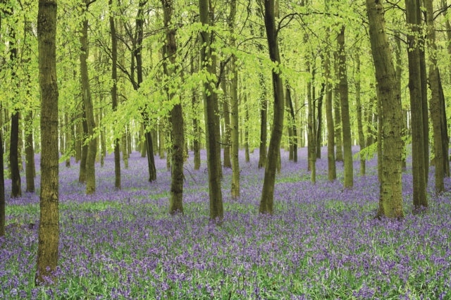 Memo Block  Bluebells