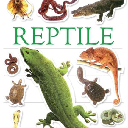 Ultimate Sticker Book: Reptile: More Than 60 Reusable Full-Color Stickers