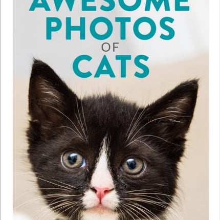 How to Take Awesome Photos of Cats