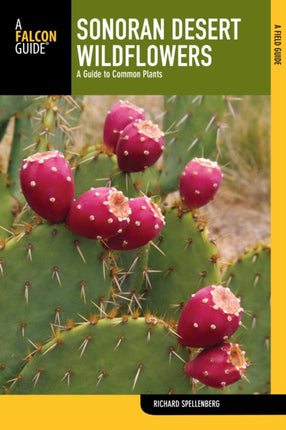 Sonoran Desert Wildflowers A Guide to Common